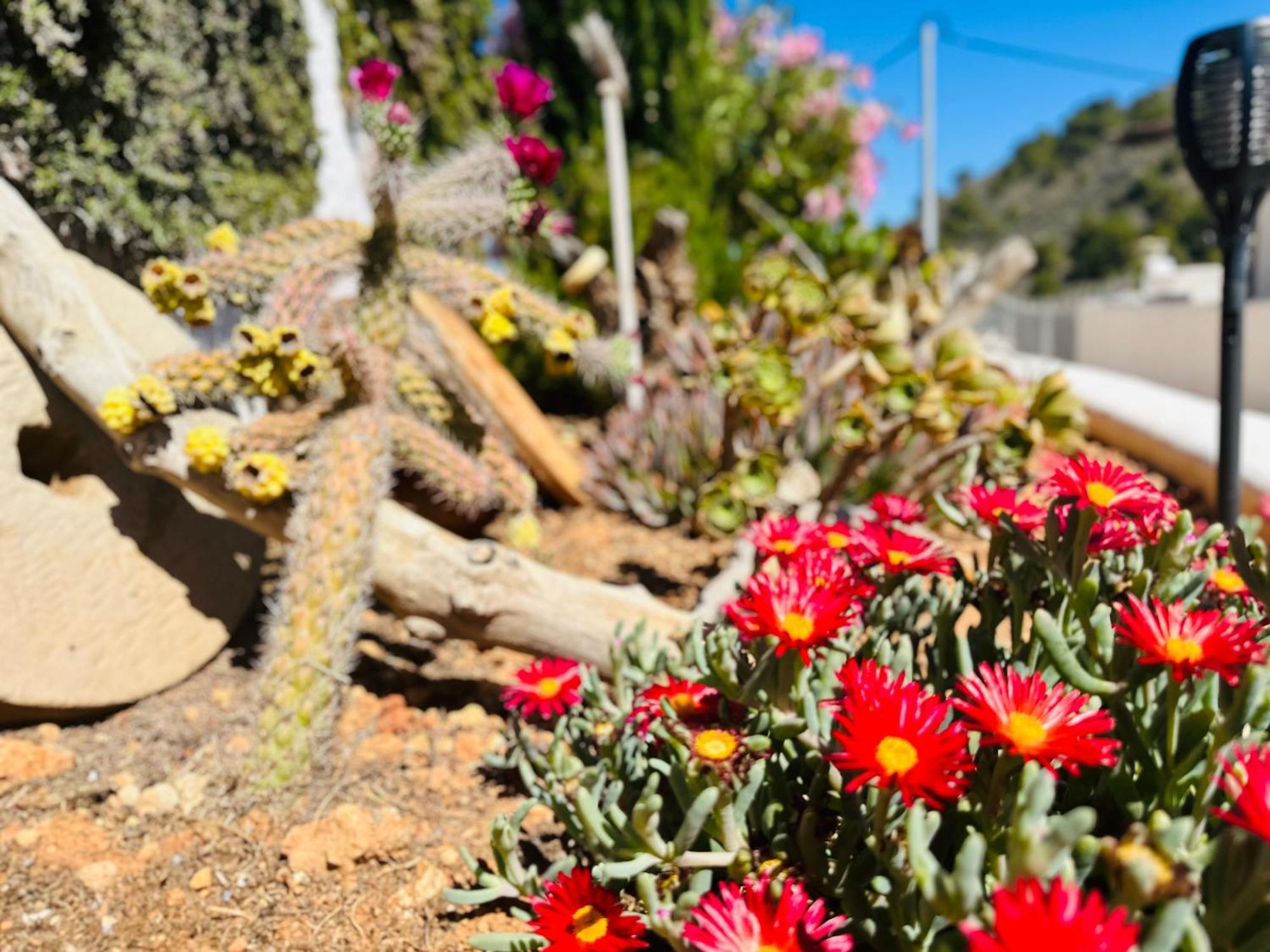 Ocha - Calblanque